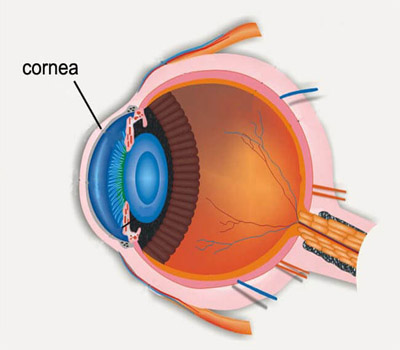 Cornea